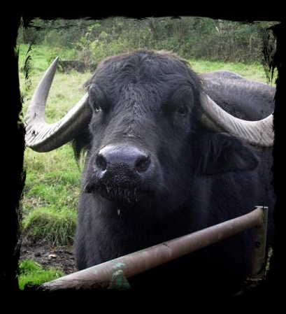 Oink, The old water buffalo